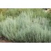 LAVENDER ALLARDII